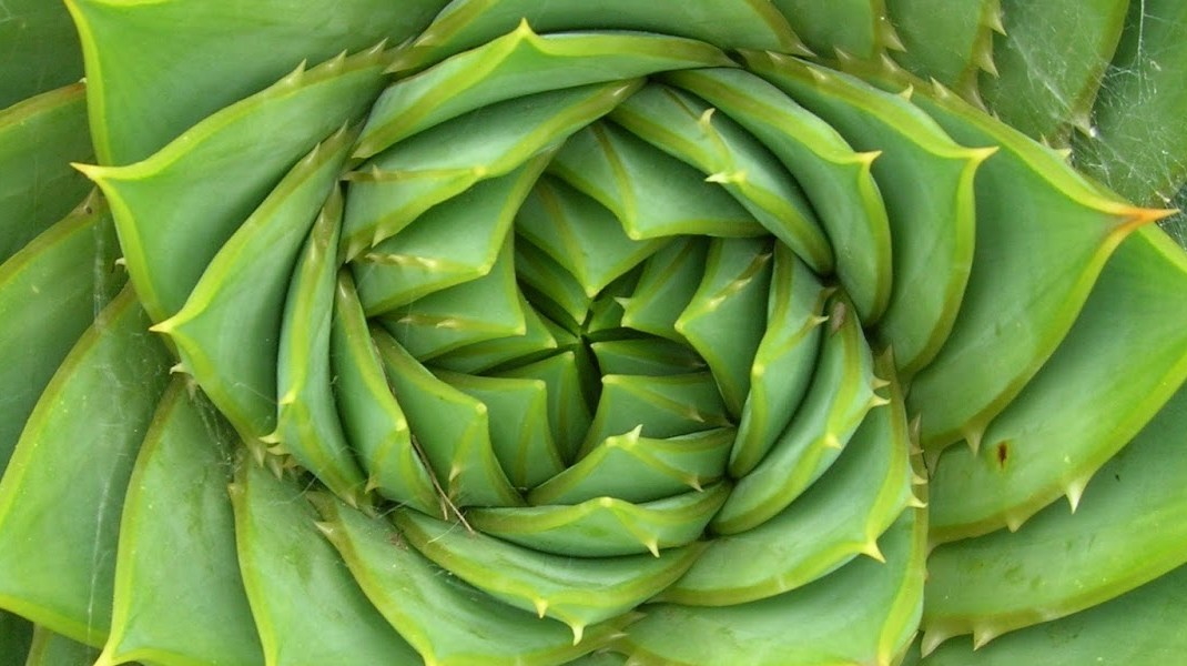 The spiral, a geometric shape found in nature surprisingly often, which conceals unsuspected secrets