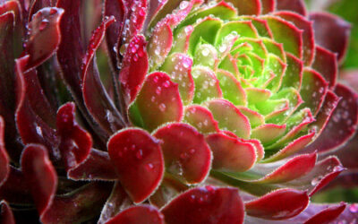 In my being energies were reorganized and every moment became balmy